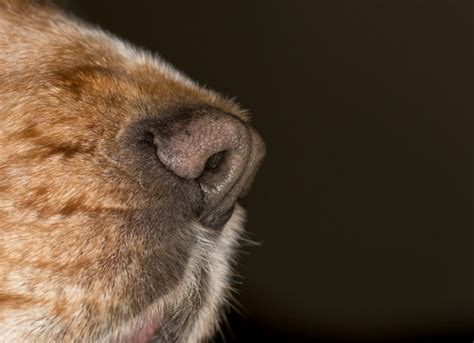 Nose Cancer Chondrosarcoma In Dogs Petmd