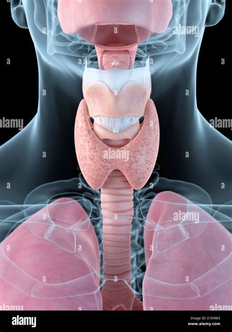 Anatomía De La Garganta Y Tiroides Equipo Ilustraciones Fotografía De