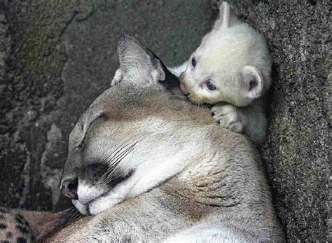 Rare Albino Puma Cub Born In Nicaragua Zoo The Japan News