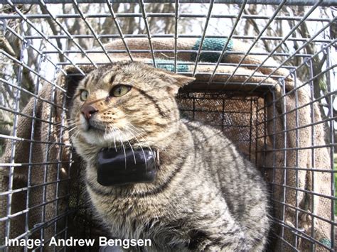 Feral Cat Recovery Cagesave Up To 19