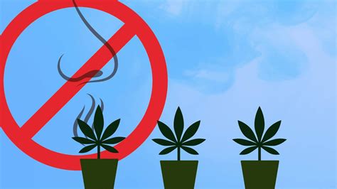 Sometimes sleeping it off can be the best alternative to stopping a. How To Get Rid Of Weed Smell in Your Home - Wikileaf