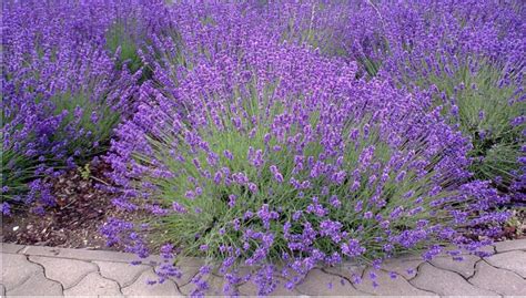 How To Grow And Dry Lavender Maine Garden Ideas