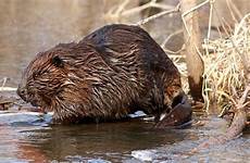 beaver beavers oregon group why gets height killing
