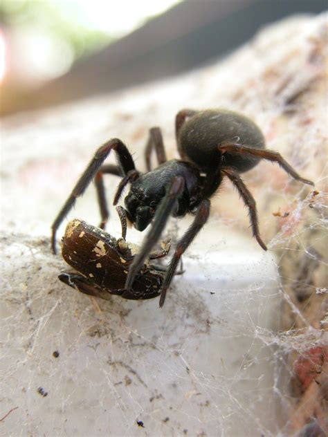 Fact Check Trapdoor Spider In Viral Photos Wont Kill You In Minutes