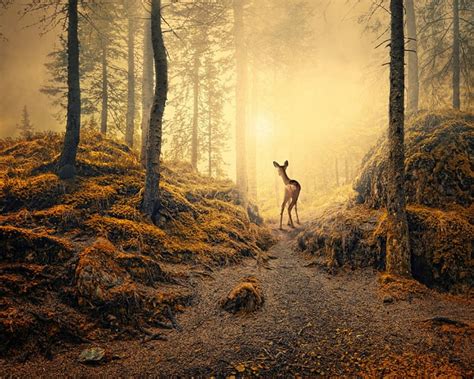 Forest Deer Deer Animals Path Trees Forests Nature Hd Wallpaper