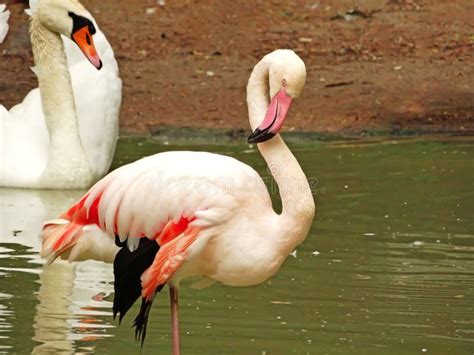 Wild African Birds Group Birds Of Pink African Flamingos Walking On