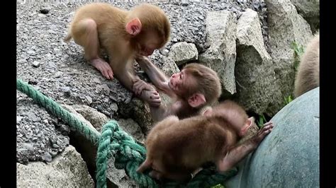 Many Baby Monkey Play Together Youtube