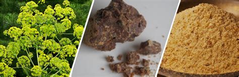 Perhaps this is why asafoetida powder was given a. Asafoetida-Kayam Spice for Indian Cusine - Healthyliving ...