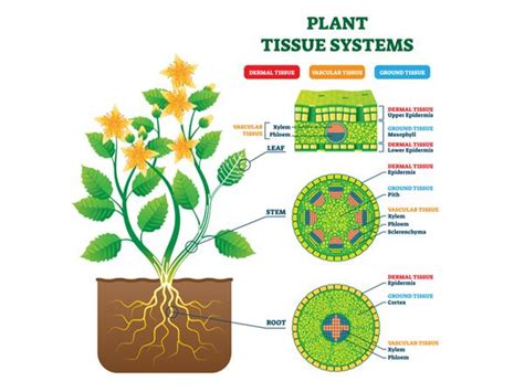 Simple Permanent Tissue — Lesson Science Cbse Class 9