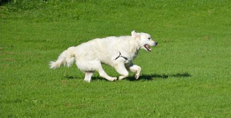 Funny Dogs Free Stock Photo Public Domain Pictures