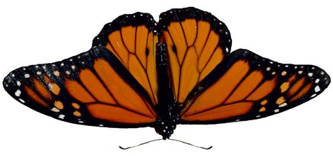 Monarch Butterfly Png Images Png All Png All