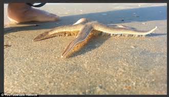 Footage Shows A Starfish Walking On A Beach In Corolla Daily Mail