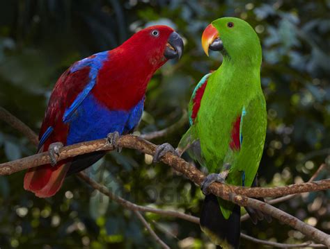 Buy Eclectus Parrots Pair Image Online Print And Canvas Photos