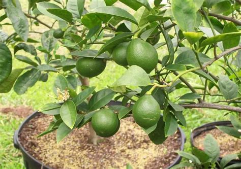 How To Grow An Indoor Lemon Tree The Ultimate Lemon Care Guide
