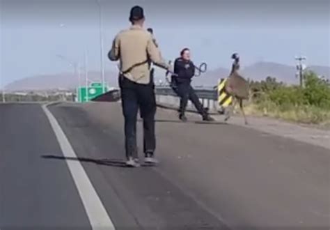 Wild Emu Chase Watch Hapless Police Try To Lasso Runaway Bird On Freeway