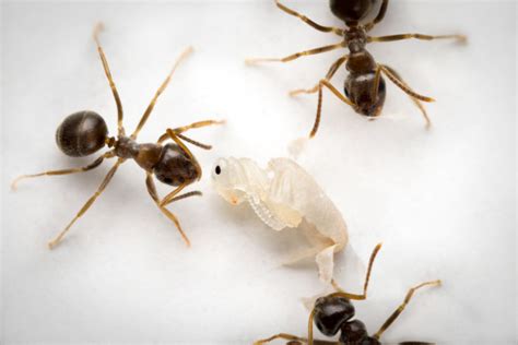 Why Do Dead Ants Attract More Ants Everything You Need To Know