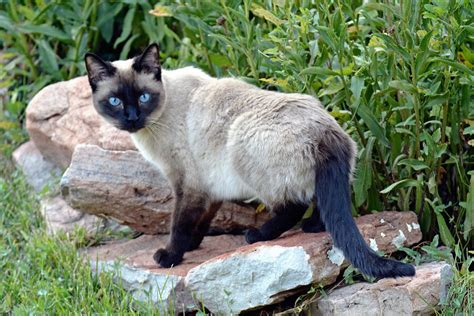5 Fascinating Facts About Siamese Cats All About Cats