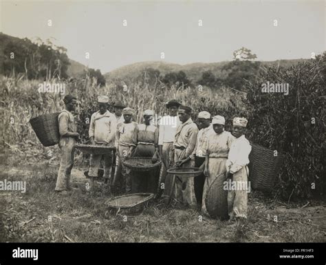 Coffee Plantation Workers Photograph Of Nineteenth Century Brazil