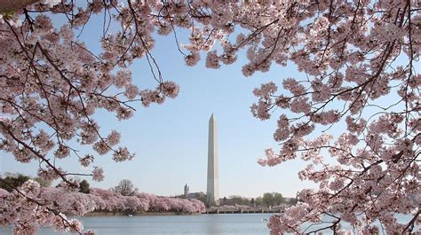 Washington Dc Peak Cherry Blossom Dates Prediction April 3 6
