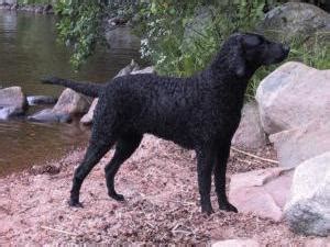 (279) cocker jacks (2) cocker spaniels (227) coonhounds coton de tulears (2) curly coated retrievers dachshunds (167) dalmatians (7) labrador retriever dogs & puppies in uk. Curly Coated Retrievers - Champdogs