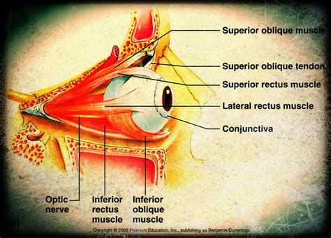 17 Best images about eye anatomy & histology on Pinterest | Muscle, An
