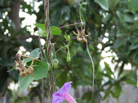 Morning Glory Seed Pods 2 By Dtf Stock On Deviantart