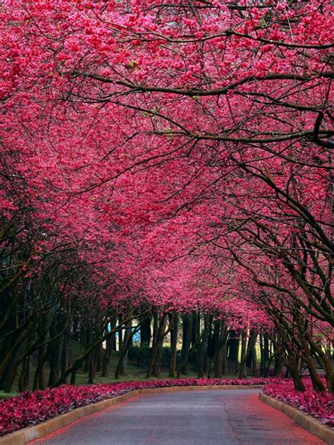 Cherry Blossom Road Hd Wallpapers Hd Backgroundstumblr Backgrounds