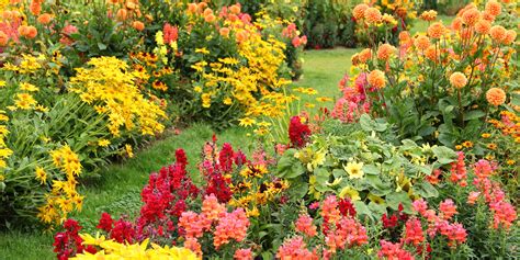 25 Best Fall Flowers And Plants Flowers That Bloom In Autumn