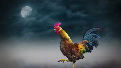 3840x2160 Rooster 4k Hd 4k Wallpapers Images Backgrounds Photos And Pictures