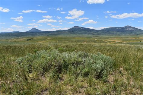 Using The Soil Seed Bank To Inform Ecological Restoration In A Colorado