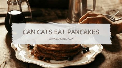 We'll share a basket before dinner or bring a freshly baked loaf. 4 Exciting Facts About Can Cats Eat Pancakes | Should You ...