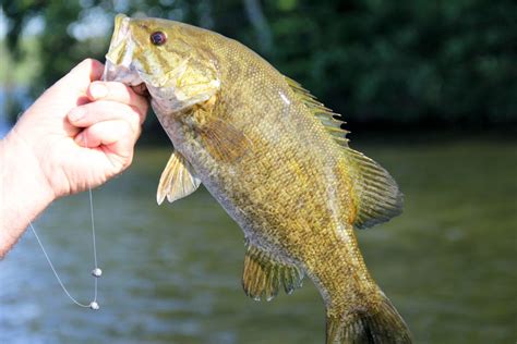 Life In Minnesota How To Fish For Smallmouth Bass