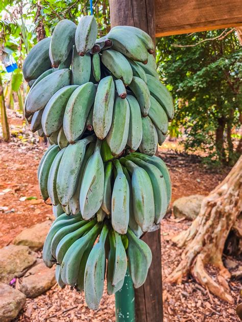 Tropical Fruit World Blue Java Banana 1000x1333 1 Grow Great Fruit