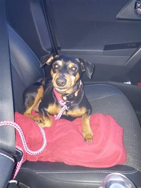 Rufus 3 Year Old Male Miniature Pinscher Cross Available For Adoption