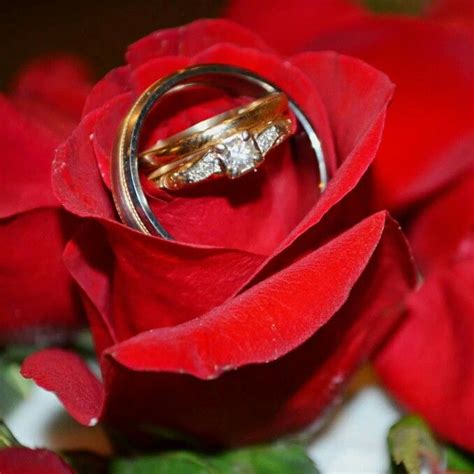 Rings On A Rose Wedding Rings Rings Engagement