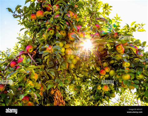 The Sun Shines Through As Apple Tree With Ripe Red Apples Stock Photo