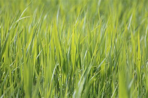 Free Images Nature Lawn Meadow Barley Wheat Prairie Green Crop