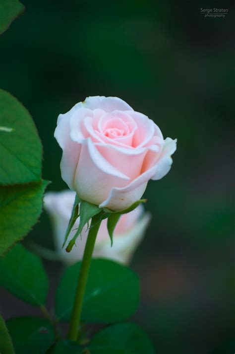 Single Light Pink Rose Beautiful Rose Flowers Beautiful Pink Roses
