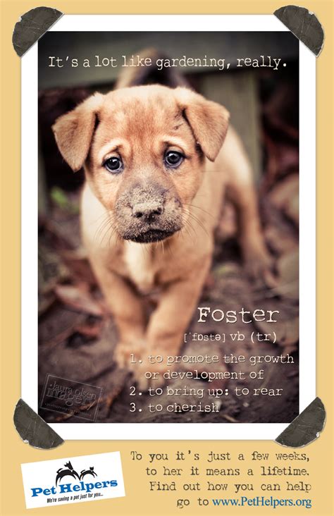 Of Animal Love 2 Heartfelt Adopt A Pet Posters