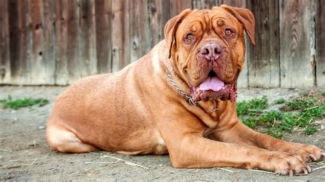 10 Biggest Dog Breeds In The World Funnydogtv