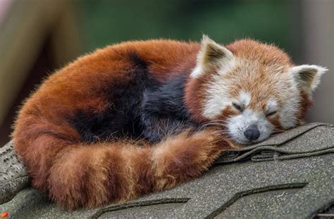 Celebrate Red Pandas In Eureka Times Standard Cutee Animals Animals
