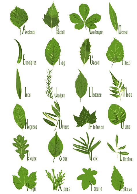 Identify Shrub By Leaf Shape