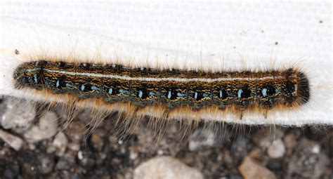 Eastern Tent Caterpillar Moth Species Malacosoma American Flickr