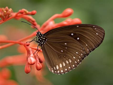 Significado Da Borboleta Na Bíblia