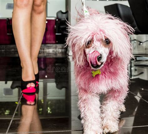 Pink Poodle Stock Image Image Of Poodle Pink Dyed 28052375