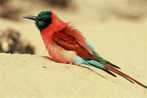 South African Safari Birds