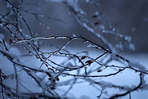 Free Picture Frozen Winter Snow Ice Dawn Nature Cold Frost Tree