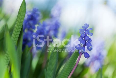 Common Grape Hyacinth Muscari Botryoides Stock Photos