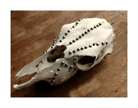 We sincerely looking forward to joining hands with new and regular customers,trade follows to create a better future for all of us. Animal Skull Wall Decor Real Bear Skull Southwestern Art | Animal skulls, Bear skull, Skull decor