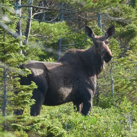 Moose Nature Companion